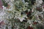 Foto chamaecyparis_pisifera_d3_1783073723.jpg