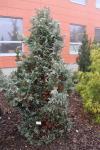 Foto chamaecyparis_pisifera_h_1783073687.jpg