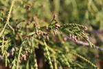 Foto chamaecyparis_pisifera_´filifera´_d2_1783073268.jpg