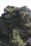 Foto chamaecyparis_pisifera_´filifera´_h_1783073312.jpg