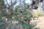 Foto chamaecyparis_thyoides_d_1783073985.jpg
