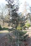 Foto chamaecyparis_thyoides_h_1783074014.jpg