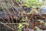 Foto clematis_alpina_d1_1780663794.jpg