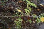Foto clematis_alpina_d2_1780663162.jpg