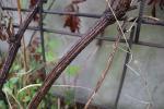 Foto clematis_alpina_d3_1780663215.jpg