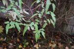Foto clematis_orientalis_d_1780664132.jpg