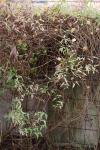 Foto clematis_orientalis_h_1780664173.jpg