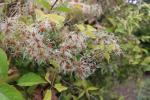 Foto clematis_vitalba_d_1781092281.jpg
