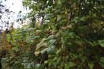 Foto clematis_vitalba_ii_d_1780664365.jpg
