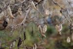 Foto colutea_arborescens_d2_1780664696.jpg