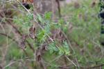 Foto colutea_arborescens_d_1780664648.jpg