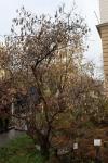 Foto colutea_arborescens_h_1780664725.jpg