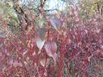 Foto cornus_alba_d1_1781093144.jpg