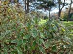 Foto cornus_alba_sibirica_variegata_d_1780664844.jpg