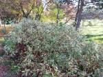 Foto cornus_alba_sibirica_variegata_h_1780664869.jpg