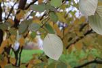 Foto cornus_florida_d2_1781093421.jpg