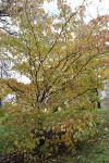 Foto cornus_florida_h_1781093385.jpg