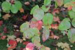 Foto cornus_kousa_d1_1781094182.jpg