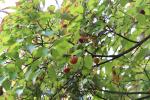 Foto cornus_kousa_d2_1781094153.jpg