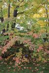 Foto cornus_kousa_i_h_1781094010.jpg