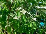 Foto cornus_kousa_var._chinensis_d_protivin_1781093650.jpg