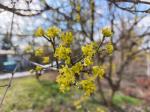 Foto cornus_mas_d_kampus_1781094842.jpg