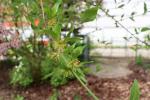 Foto cornus_mas_iii_d_1781094736.jpg