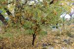 Foto cornus_sanguinea_h_1781095351.jpg