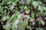 Foto cornus_sanguinea_i_d_1781095237.jpg