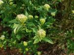 Foto cornus_stolonifera_d_libosad_1781096030.jpg
