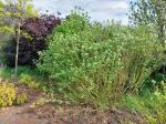 Foto cornus_stolonifera_h_libosad_1781095984.jpg
