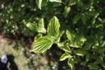 Foto cornus_stolonifera_´flaviramea´_d2_1781095931.jpg