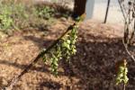Foto corylopsis_spicata_d_1781096403.jpg