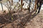 Foto corylopsis_spicata_h_1781096470.jpg
