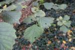 Foto corylus_avellana_d_1781097422.jpg