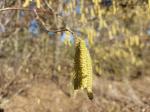 Foto corylus_avellana_d_vodnany_1781097517.jpg