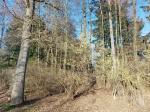 Foto corylus_avellana_h_vodnany_1781097561.jpg