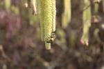 Foto corylus_avellana_´contorta´_d_1781096660.jpg