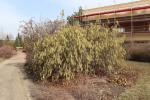 Foto corylus_avellana_´contorta´_h_1781096687.jpg