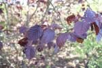 Foto corylus_avellana_´fuscorubra´_d1_1781096876.jpg