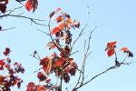 Foto corylus_avellana_´fuscorubra´_d2_1781096929.jpg