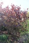 Foto corylus_avellana_´fuscorubra´_h_1781096843.jpg