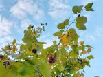 Foto corylus_colurna_d_1781098252.jpg