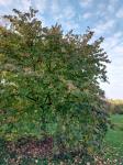 Foto corylus_colurna_h_1781098204.jpg