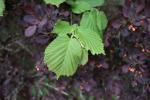 Foto corylus_maxima_d_1781098469.jpg