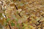 Foto cotinus_coggygria_d_1781098850.jpg