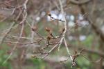 Foto cotinus_coggygria_ii_d_1781098922.jpg
