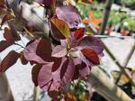 Foto cotinus_coggygria_´royal_purple´_d_protivin_1781098723.jpg