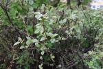 Foto cotoneaster_boisianus_d1_1781099128.jpg