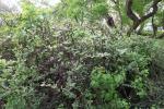 Foto cotoneaster_boisianus_h_1781099182.jpg